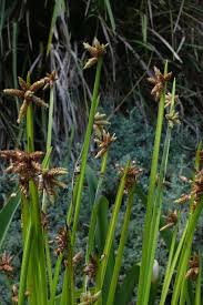 Image result for Schoenoplectiella mucronata