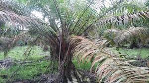 Tumbuhan ini digunakan dalam usaha pertanian komersial untuk memproduksi minyak sawit. Penyakit Tanaman Kelapa Sawit Pencegahan Dan Perbaikan