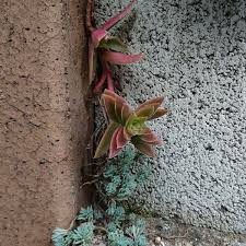 多肉植物 火祭り って 初心者でも上手に紅葉できる育て方は 多肉初心者向けブログ