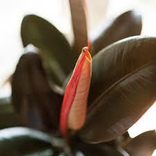 Image result for ficus elastica flower