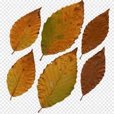 Some like eucalyptus coccifera, cinera, urnigera, and robusta were quick to pan out when temps dropped into the 20's. Fagus Grandifolia Leaf Deciduous Tree Plant Eucalyptus Leaf Deciduous Autumn Png Pngegg