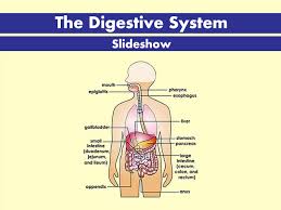 Production of digestive juices • how is the digestive process controlled? Digestive System Johns Hopkins All Children S Hospital