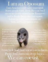We opened it to find the stray cat we feed letting a baby possum eat her food. Opossum Baby Opossum Animals Beautiful Cute Animals