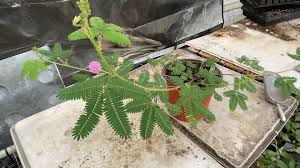Image result for Mimosa pudica