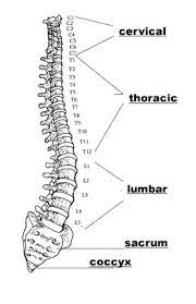 Anatomical diagrams of the spine and back this human anatomy module is composed of diagrams, illustrations and 3d views of the back, cervical, thoracic and lumbar spinal areas as well as the various vertebrae. Unit Iii
