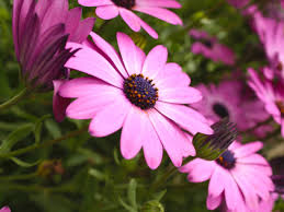 Splendidi bouquet di fiori artificiali composti da rose, peonie, gerbere; Dimorphoteca O Margherita Africana Informazioni Utili Blog Di Fiori E Notizie Fresche