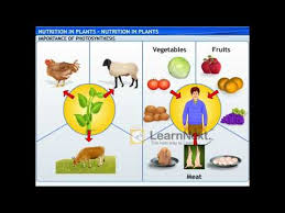 cl 7 science nutrition in plants