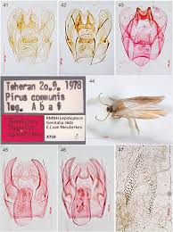 Image result for Stigmella freyella