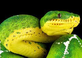 Here, you'll learn all about these beautiful snakes; 46 Emerald Tree Boa Facts Both Species Guide Jewel Of The Amazon Everywhere Wild