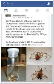 Die meisten spinnen, die über gift verfügen, das auch dem menschen gefährlich werden kann, sind extrem friedfertig. Dornfinger Eine Der Giftigsten Spinnen