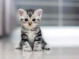 What is our adoption fee? Top 100 Pet Shops For Cat In Delhi Best Pet Shops For Kitten Justdial