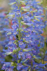 They are the perfect spotlight in garden beds, perennial borders or in decorative containers on the patio. Penstemon Blue Riding Hood Riding Hood Series Penstemon Plants Blue Flowers Blue Garden