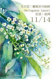 每日一花11 14 生日花 haru hello painting art projects flower painting plant illustration