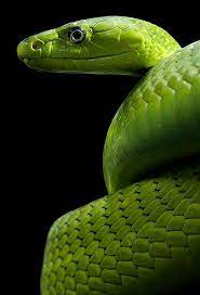 Green Mamba Reptile Snakes Reptiles Mamba Snake