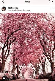 Kirschblute In Bonn Und Andere Alternativen In Deutschland Cherry Blossom In Bon Germany Kirschblute Bonn Bonn Kirschbluten