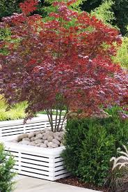 Japon dans un seul pot de culture ! Poesie Des Erables Du Japon La Terre Est Un Jardin