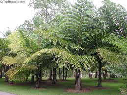 Toptropicals Com Caryota Gigas Thai Mountain Giant