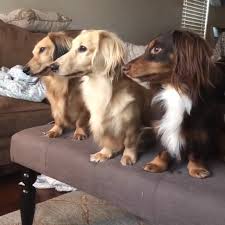 Funny Long Haired Dachshunds Video Dachshund Breed Dachshund Puppies Long Haired Dachshund