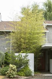 Phyllostachys nigra is an evergreen bamboo growing to 7.5 m (24ft) by 6 m (19ft) at a fast rate. Black Bamboo
