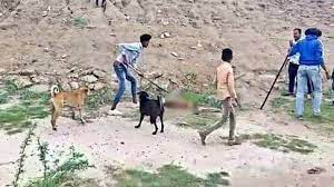 जानवर बना इंसान:सिरोही में युवकों ने डंडों से पीटकर कुत्ते को उतारा मौत के घाट, मौत के बाद भी करते रहे प्रहार - In Sirohi, The Youth Killed The Dog By Hitting