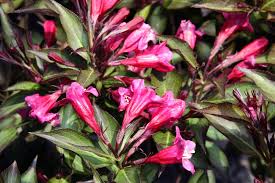 Learn how to plant and care for this popular bush in your own garden. Weigela Florida Old Fashioned Weiglea Weigela North Carolina Extension Gardener Plant Toolbox