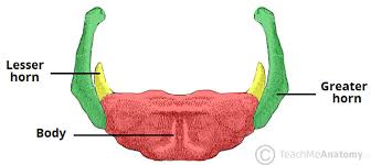 Shingles, also known as zoster or herpes zoster, is a viral disease characterized by a painful skin rash with blisters in a localized area. Bones Of The Neck Teachmeanatomy