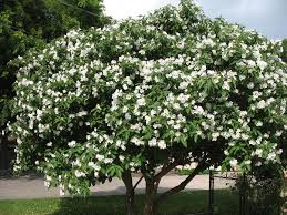 The white flowering pear trees begin blooming in the early spring are are fairly rapid growers. What Types Of Plants And Trees Grow Well In Arizona In Fall Winter Hometalk