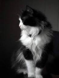 Chasingrainbowsforever Colors Black And White Via Sparkleoflilac Angora Cats Turkish Angora Cat Beautiful Cats