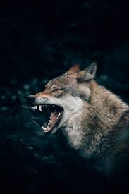 Download on pc or mac: Wolf Wallpapers Free Hd Download 500 Hq Unsplash