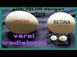 Jual telur ayam negeri adalah sebuah usaha jual beli telur ayam untuk mendapatkan laba atau keuntungan tertentu. Cara Memilih Telur Jantan Betina Dengan Villing Versi Tradisional Turun Temurun Youtube