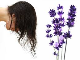 Mis Kokulu Lavanta Ile Sac Dokulmesi Kuru Hair Beauty Plants