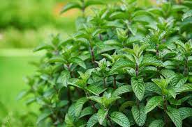Jan 14, 2021 · how to grow a peppermint plant in 7 steps 1. How To Grow Mint Tips For Growing Peppermint