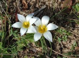 Image result for Romulea