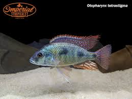 Image result for Otoptera