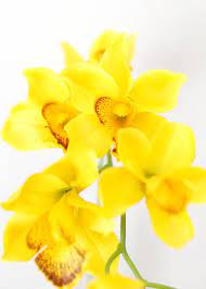 Silk Cymbidium Orchid In Golden Yellow 30 Tall Orchids Cymbidium Orchids Beautiful Orchids