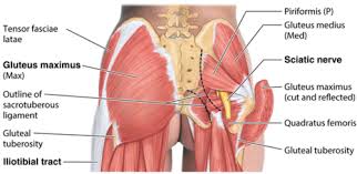 Anatomy Exam 4 Proximal Distal Attachments Innervation Action Flashcards Quizlet