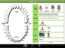 Meridian Tooth Chart Tooth Chart Acupuncture Cure Tooth