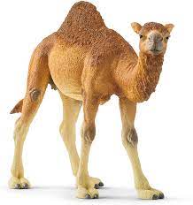 You ride behind the hump on a special saddle that kinda looks like a small chair. Amazon Com Schleich Wild Life Arabian Camel Dromedary Toy Figurine For Kids Ages 3 8 With 1 Hump Toys Games