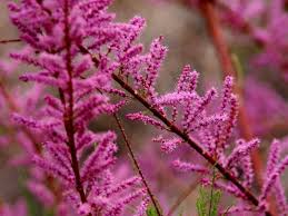 Image result for Grona ramosissima