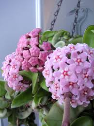 It really has a lovely growing habit. How To Grow Hoya