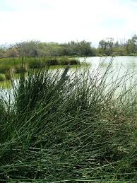 Image result for Cyperus laevigatus