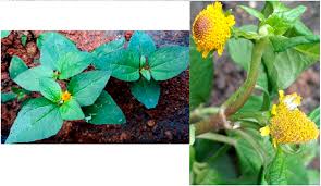 Image result for Blainvillea acmella