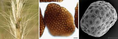 Image result for Aristida scabrivalvis
