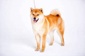ɕiba inɯ) is a breed of hunting dog from japan. Shiba Inu Charakter Haltung Zucht Pflege Zooplus