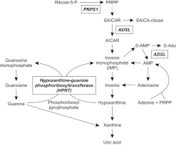 Lesch Nyhan Syndrome An Overview Sciencedirect Topics