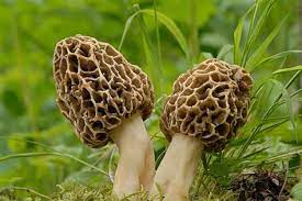 I write cookbooks as well as this website, and do a podcast, too. Popular Mushrooms Are Ripe At This Time Of Year Wv Metronews
