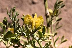 Image result for Zygophyllum leucocladum