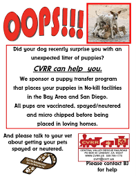 All dogs and cats are home fostered by volunteer homes. Welcome