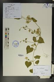 Image result for Cynanchum praecox