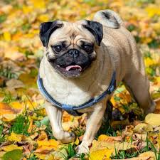 Image result for pug